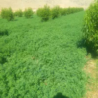 یونجه کوبیده شده