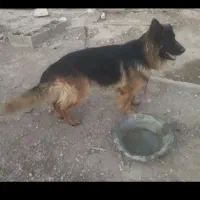 سگ ژرمن