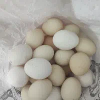 فروش تخم مرغ محلی در باشت