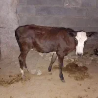 گوساله ماده دورگه