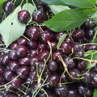 گیلاس شیرین و آبدار از روستای کنگ
