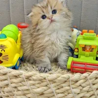 +مجموعه )گربه های  تمیز* گوگولی