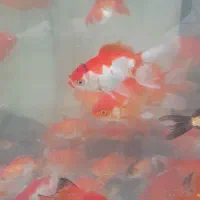 گلدفیش کله شیری اوراندا