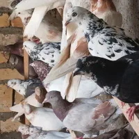 کفتر نر ماده. . سرور ماهرو کله دار  سوسکی دم سفید