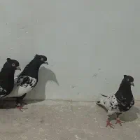 کفتر طوقی و کله کاکلی