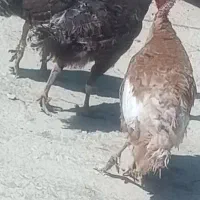 بوقلمون ماده و بچه بوقلمون