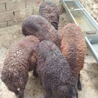 بره ماده درشت