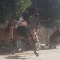 اسب نریان همه چی تموم