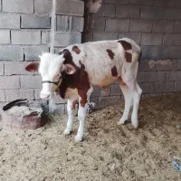 گاو نر