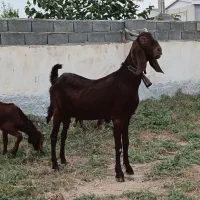 بزشیری جوان بز غاله دار