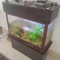 اکواریوم