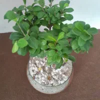 گل بونسان