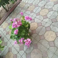 گل شمعدانی خارجی