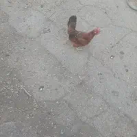 مرغ گلین تخم گزار