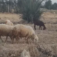 فروش فوری قوچ بذری