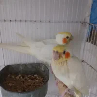 سه عدد جوجه عروس