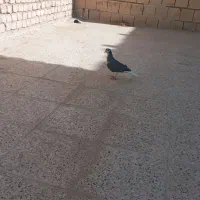 ماده سیاه پشت