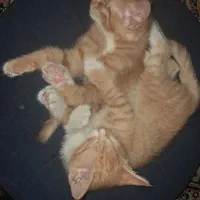 گربه ماده