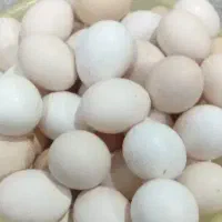 تخم مرغ محلی