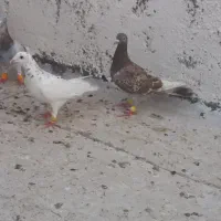 کفتر کبوتر