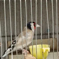 سهره سیاهسر چادری