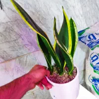 سانسوریا کرواتی ابلق