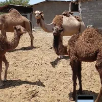 شتر|حیوانات مزرعه|قم, نوقطار|دیوار