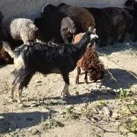 گوسفنده زنده