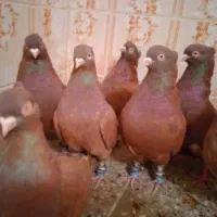 کبوتر سرخ بازی دار