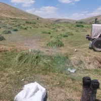 فروش علف جمع شده