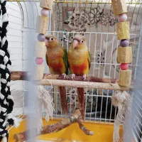 طوطی گرینچیک اناناسی4ماهه