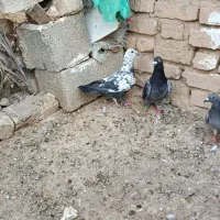 سلام ستا نر یک عدد ماده