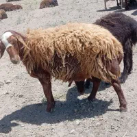 قوچ همو 3 میش هترو