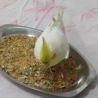 عروس هلندی گمشده مژدگانی ۵ م تومان گردخون