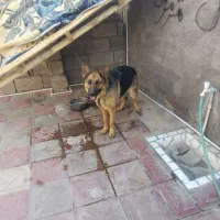 سگ ژرمن ماده