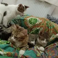 واگذاری گربه dsh