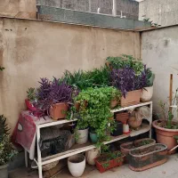 گل گیاه طبیعی