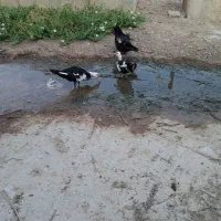 سیکا