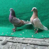 فروش چند جفت مایه کفتر در حد