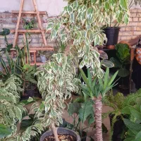گلسرای آیلار