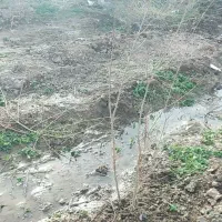 ۳۰۰متر زمین دشتی خلج اباد