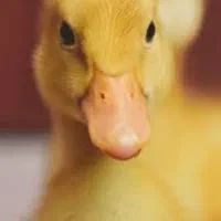 فروش بچه اردک