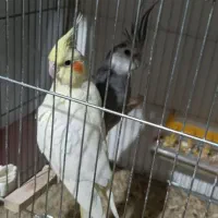 عروس هلندی مولد