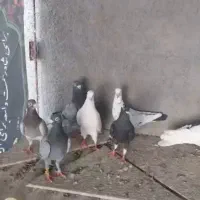 دسته کفتر پلاکی جهرم