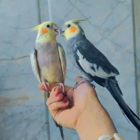 یک جفت عروس دستی
