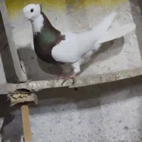 کفتریاکبوتر