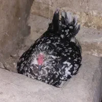 مرغ گلین