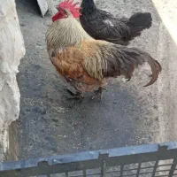 خروس