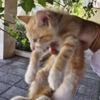 گربه نارنجی شیطون