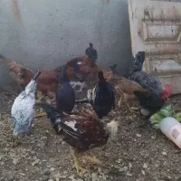 ۷ عدد مرغ گلین محلی اصل تخم گذار